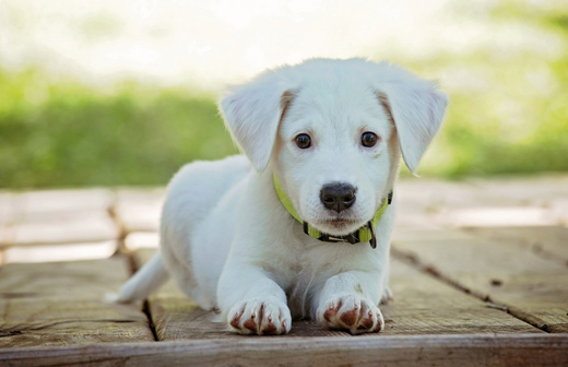 Comment apprendre � mon chien � �tre propre ?